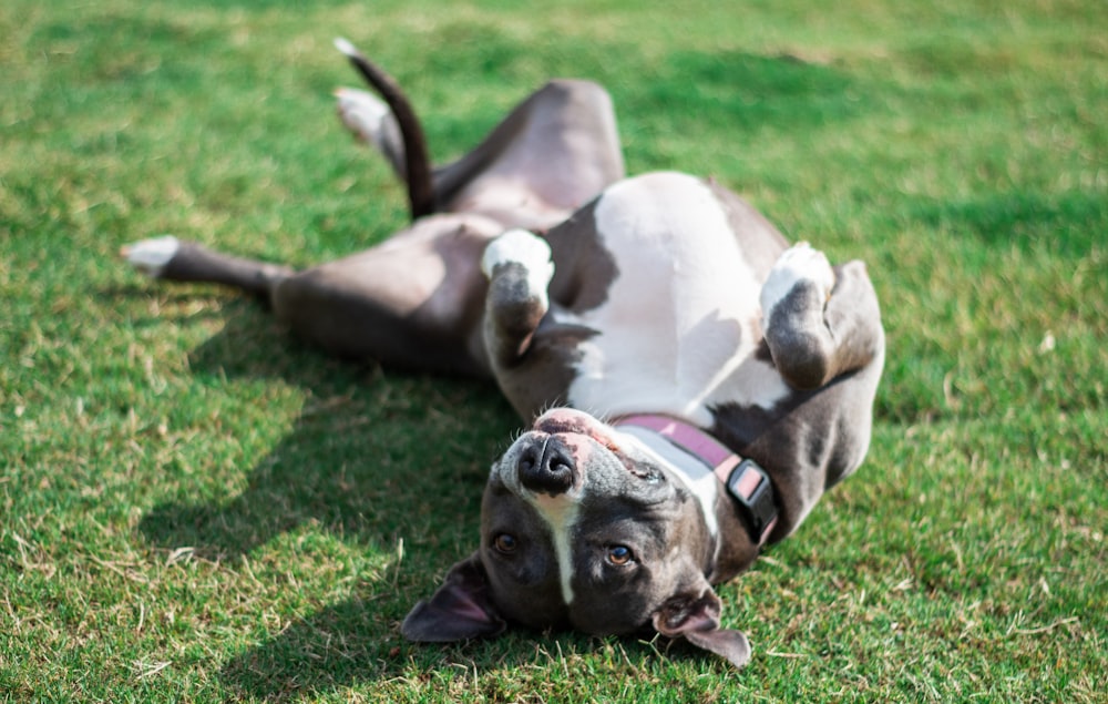 short-coated black and white dog