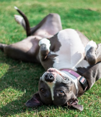 short-coated black and white dog