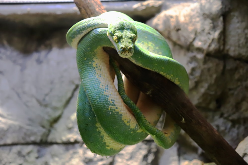 green and yellow snake on brown twig