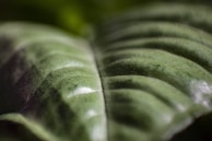 Detailed view of greenhat’s computer vision camera capturing leaf patterns.