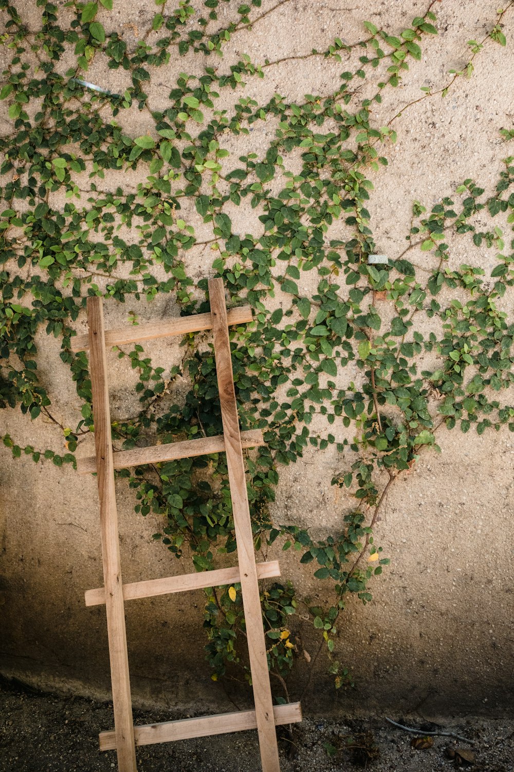 brown wooden ladder propped on green ivy plant covered concrete wall