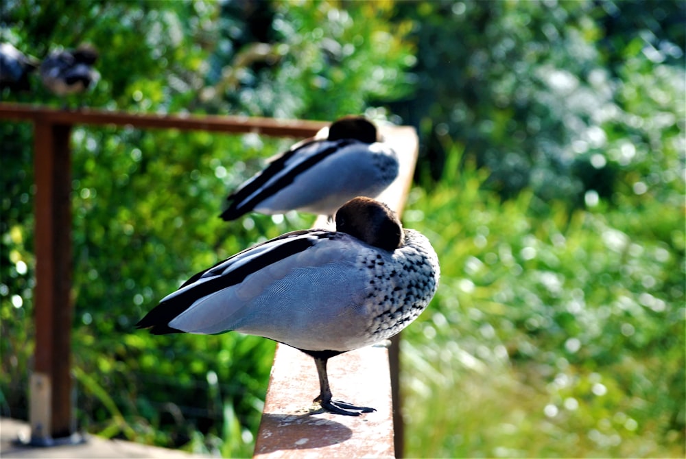 two gray pigeons