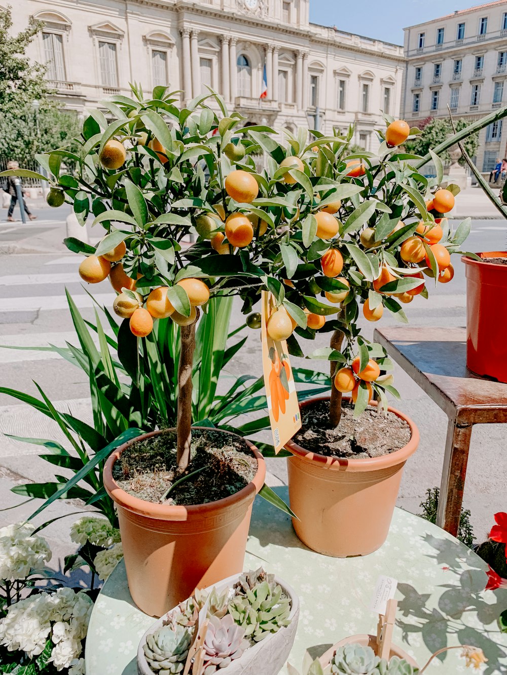 two tangerine plant bearing fruits on display