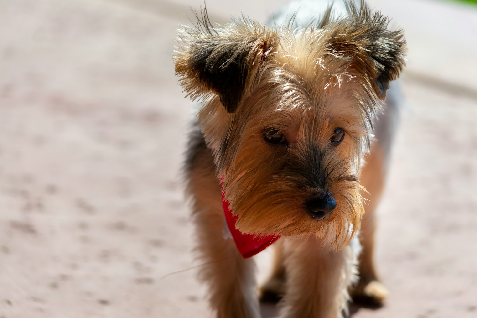 When are yorkies full grown