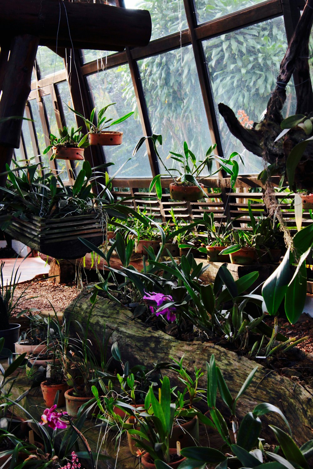 assorted plants in green house