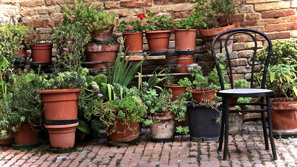 green-leafed plants in brown pots