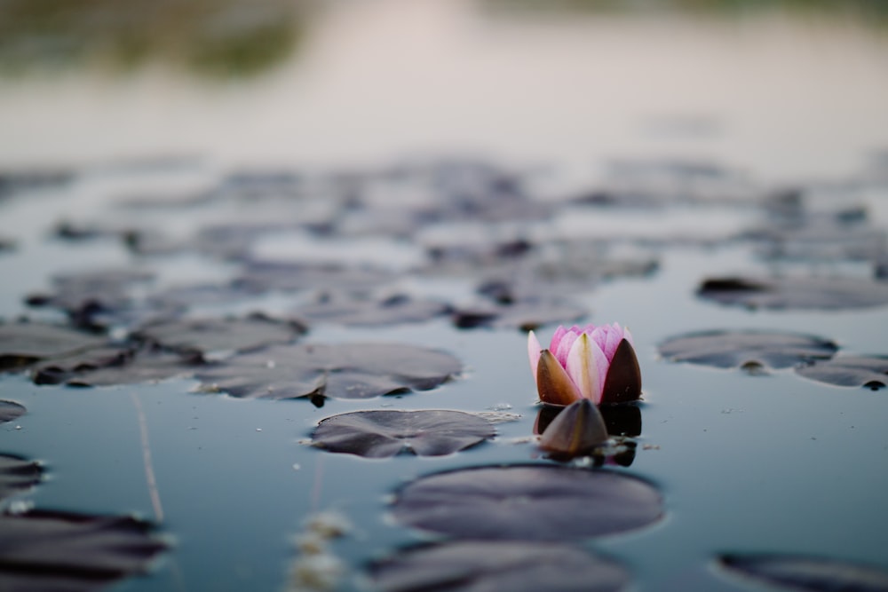 pink lotus flowers on pond