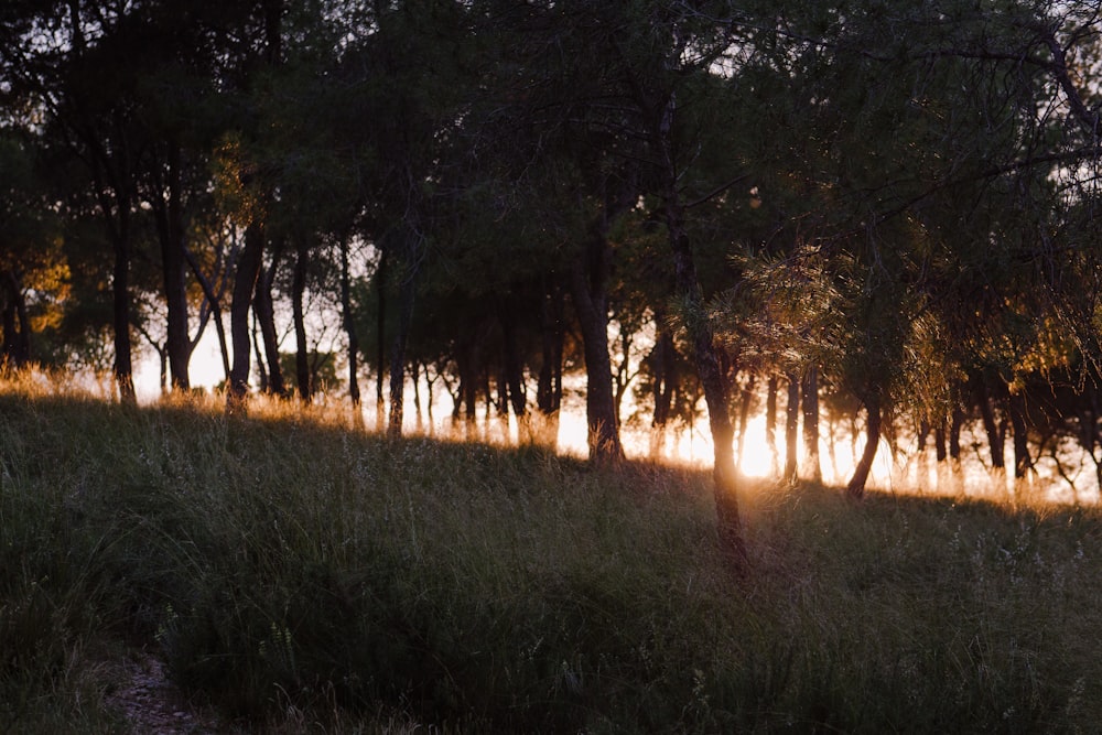 silhouette of trees during daytime