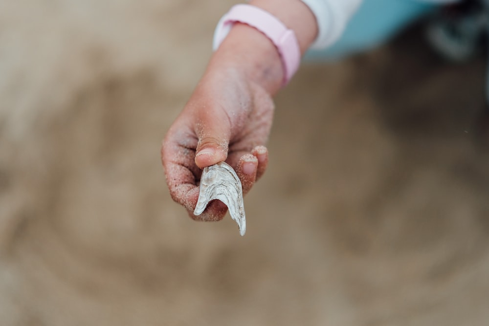 person's holding white shell