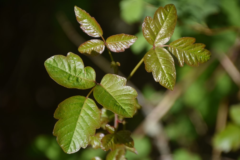 green plant on selective focus photography