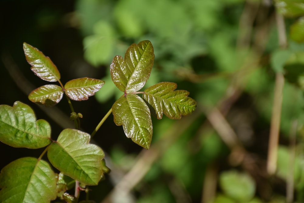 shallow focus photo of green leaves