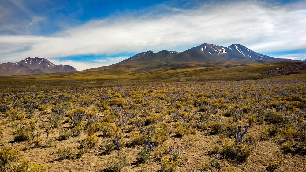 green plants on field near mountains under blue sky