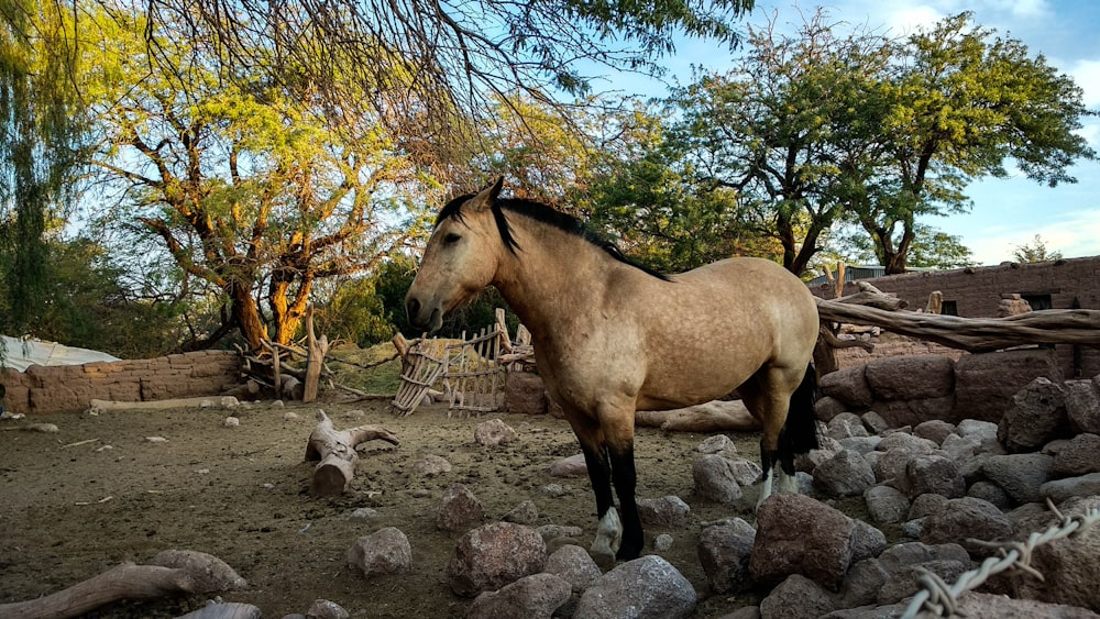 brown horse cub