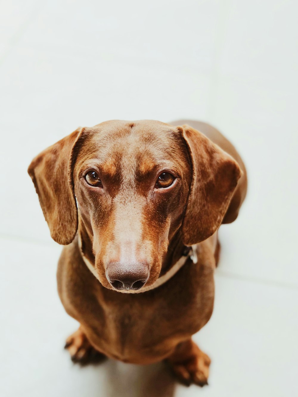 closeup photo of tan dog