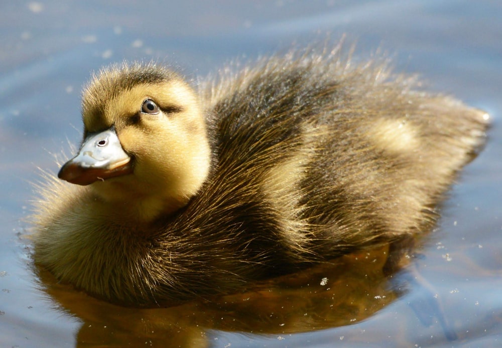 yellow and gray duckling on body of water