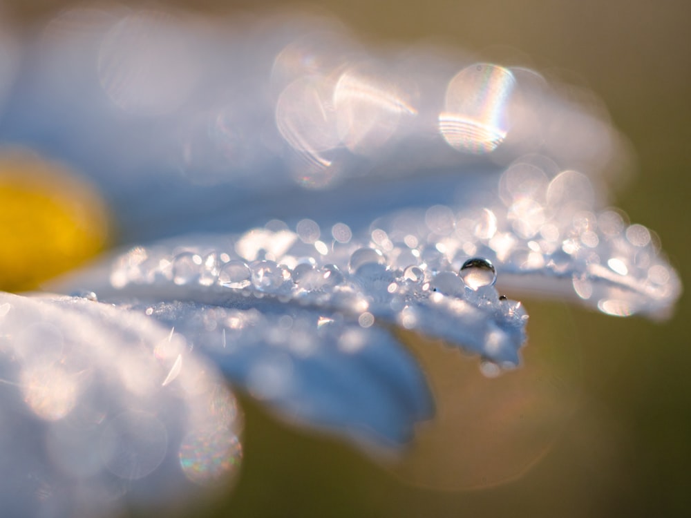 un gros plan d’une fleur avec des gouttelettes d’eau dessus