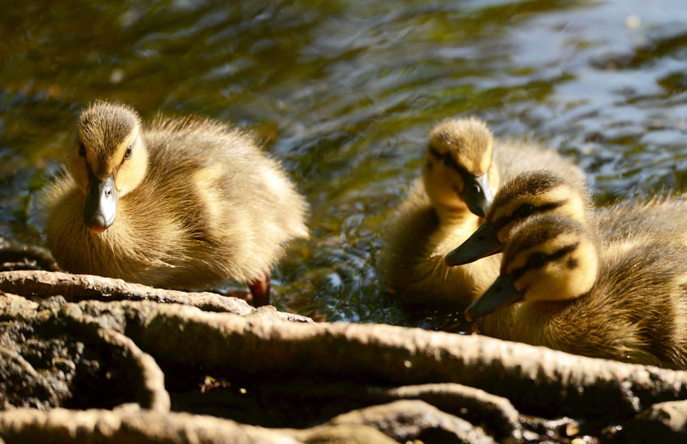 grey-and-yellow ducklings on body of water during daytime