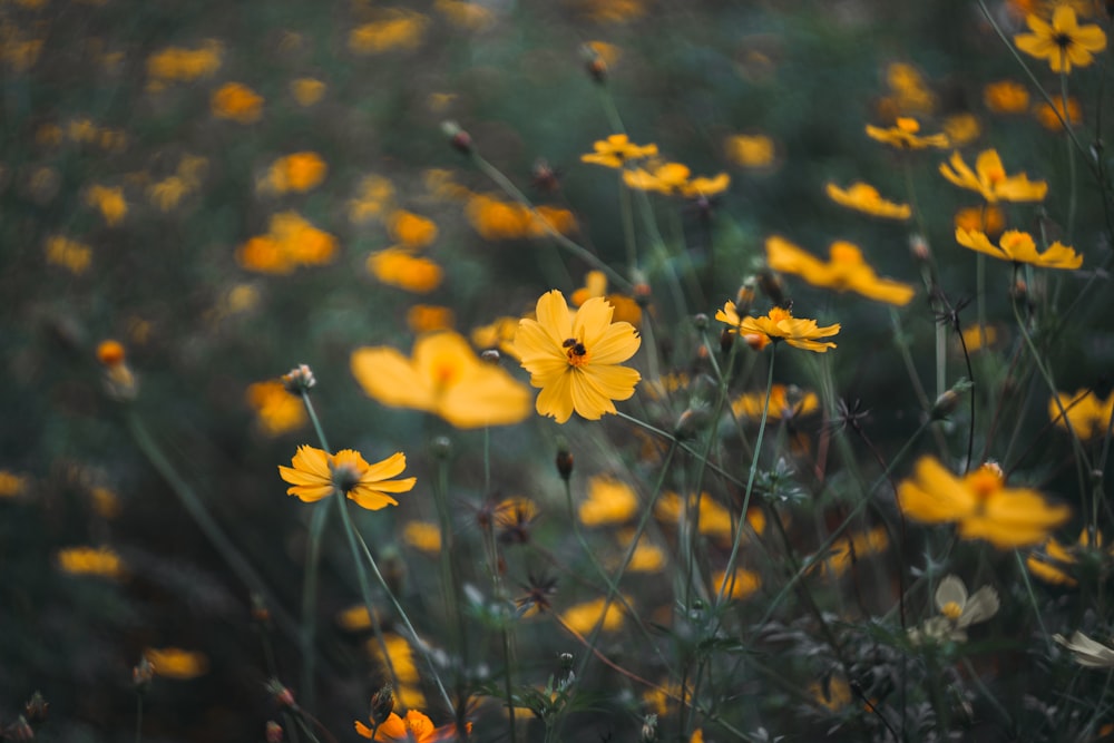 yellow flowers in bloom