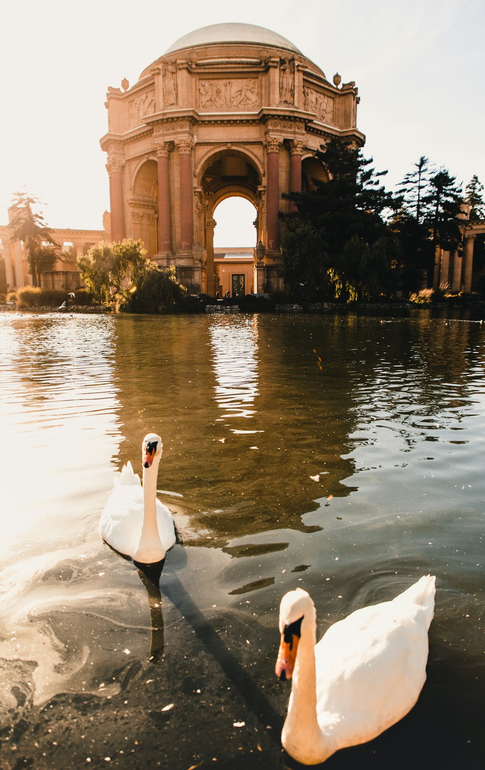 two white swans on body of water