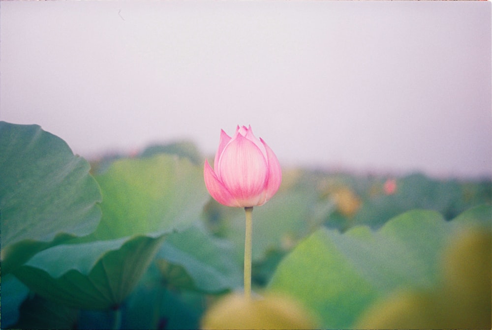 selective focus photo of pink-petaled flower