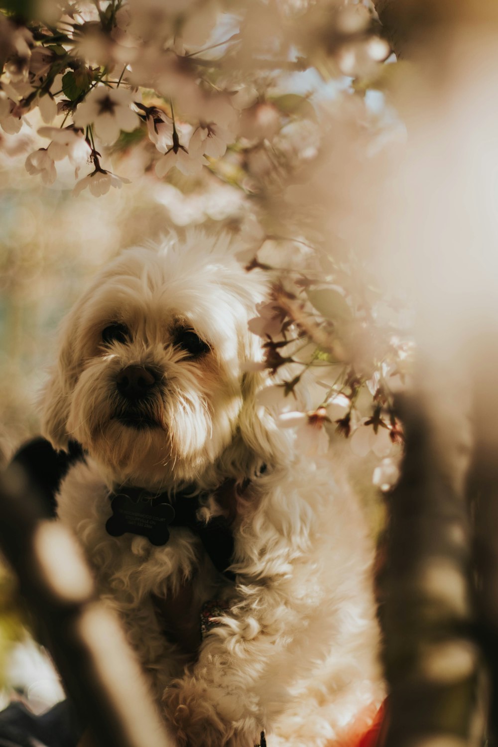 white shih tzu near blooming cherry blossoms