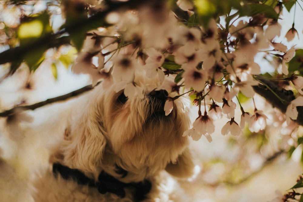 short-coated tan dog