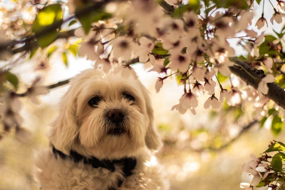 white Yorkshire Terrier dog under white flowered bush