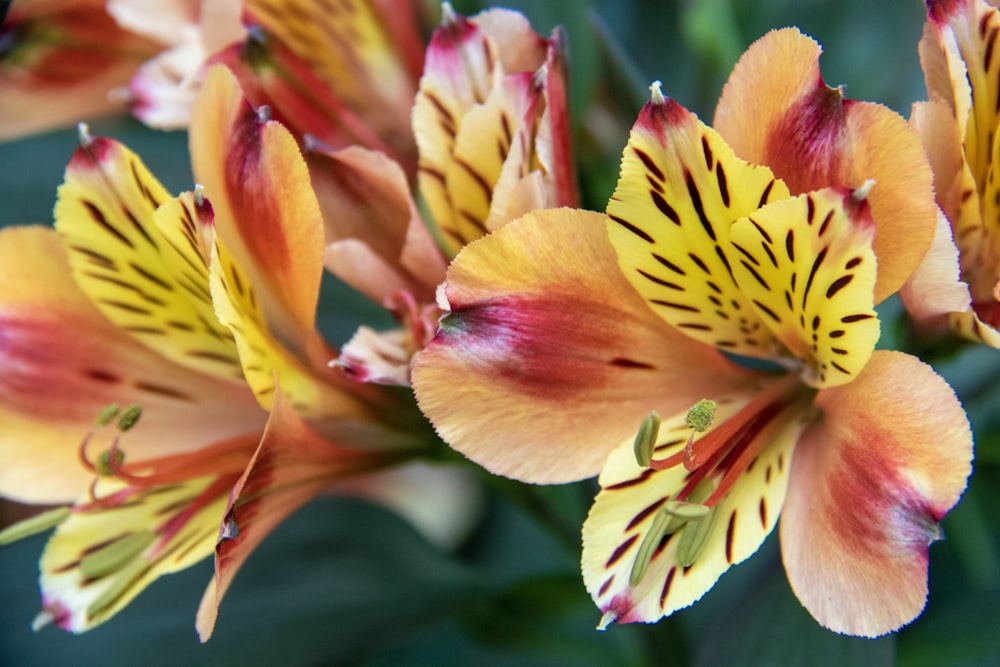 Flachfokusfotografie von orangefarbenen und gelben Blüten