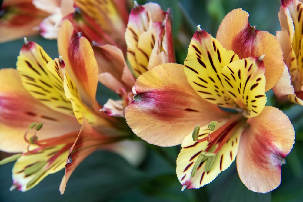 shallow focus photography of orange and yellow flowers