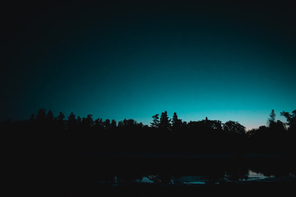 silhouette photo of trees