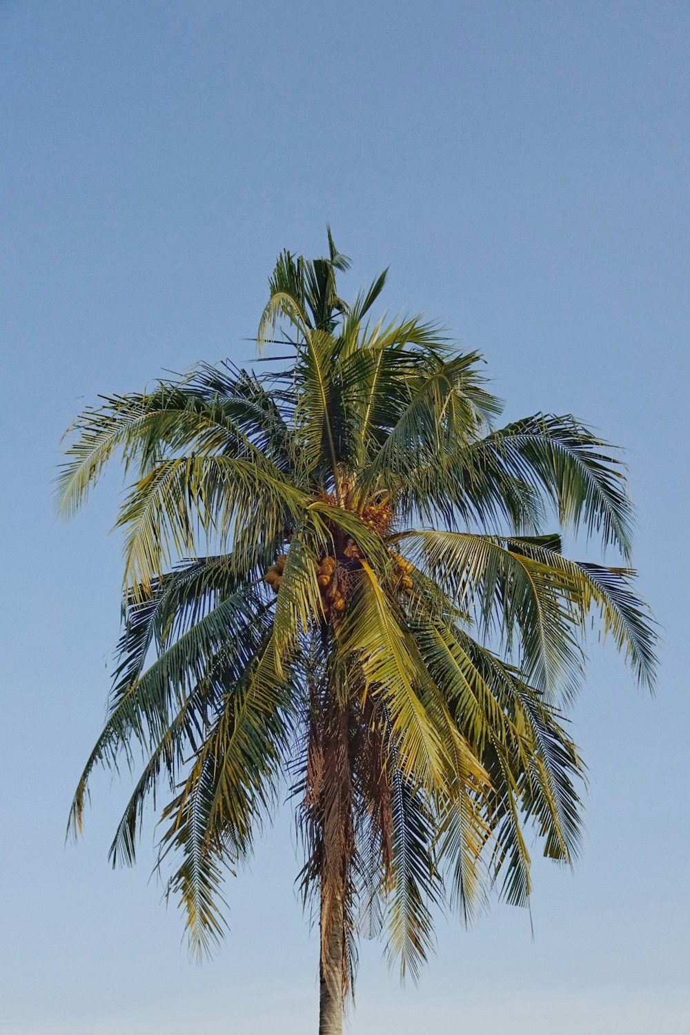 green coconut palm tree