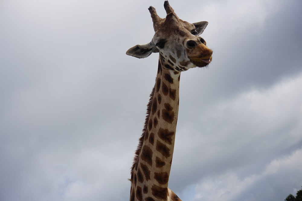 eine Giraffe