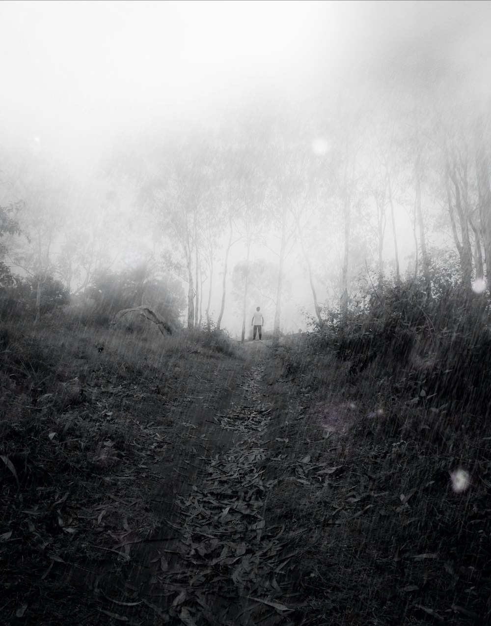 person standing in ground surrounded with tall trees under foggy season