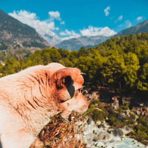 Panoramic mountain landscape with a dog running freely in the foreground under a clear sky.