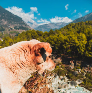Panoramic mountain landscape with a dog running freely in the foreground.