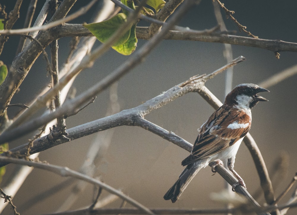 selective focus photography of perching brown bird