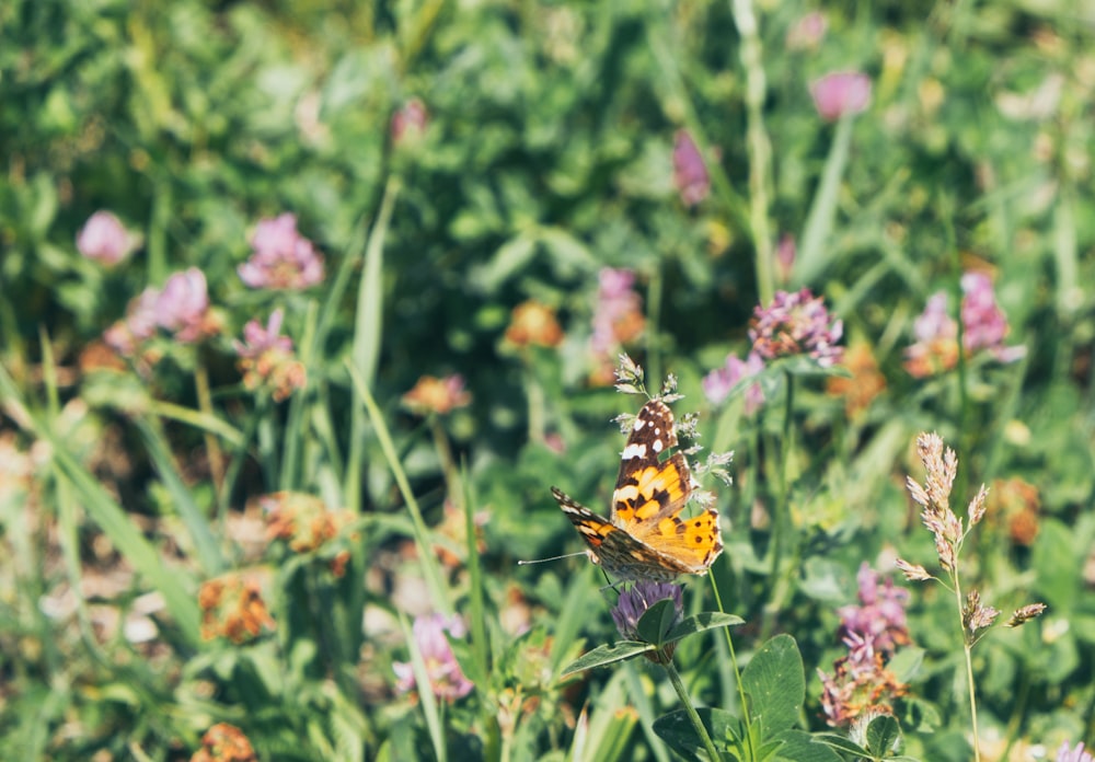 shallow focus photography of yellow and brown butterfly