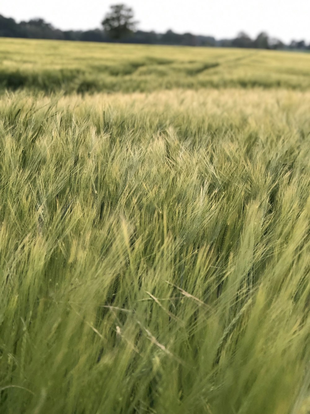 a field of green grass with trees in the background