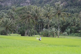 Portrait of the company director standing confidently in a lush rice field under soft natural light.