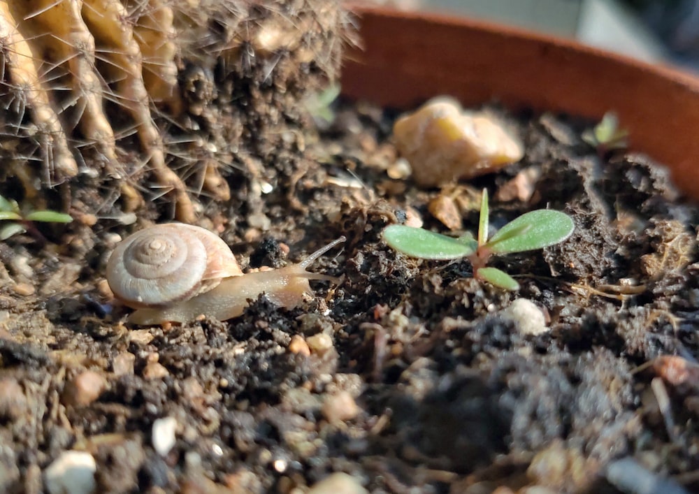 a close up of a small plant in a pot