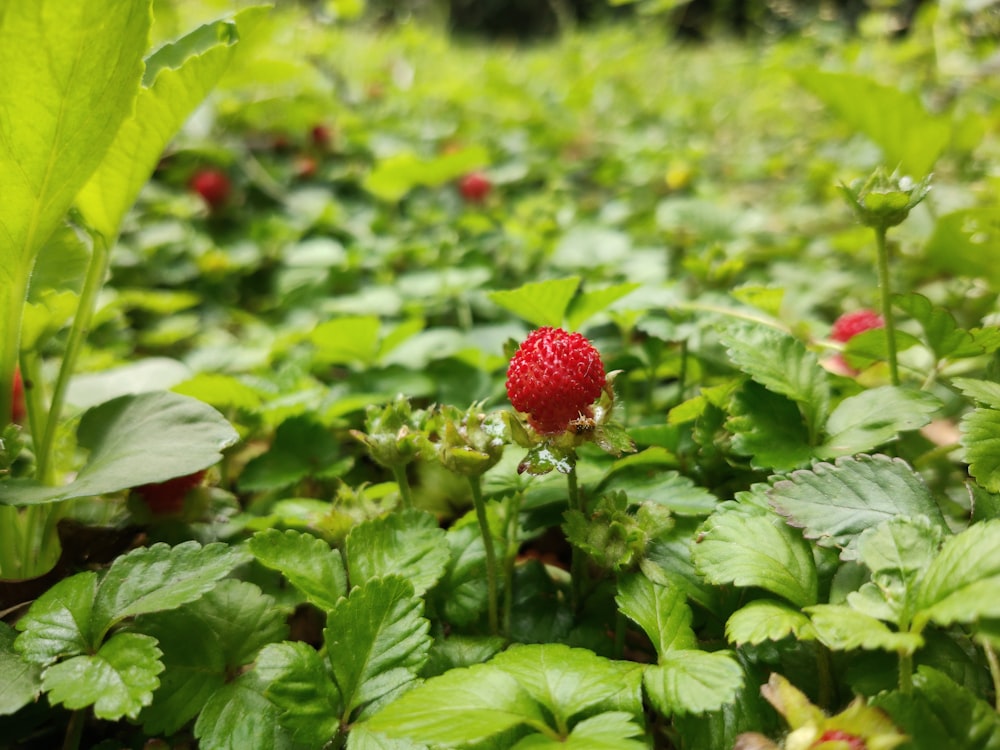 photo of red strawberries