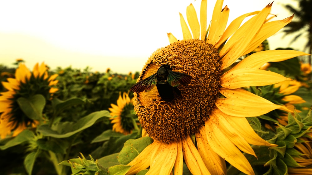 Photographie sélective de la mise au point du tournesol