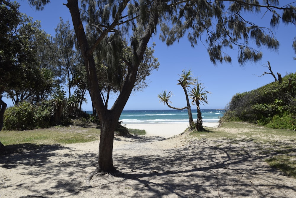 green-leafed trees near sea