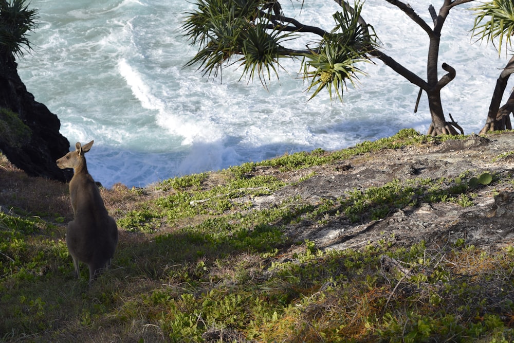 gray kangaroo