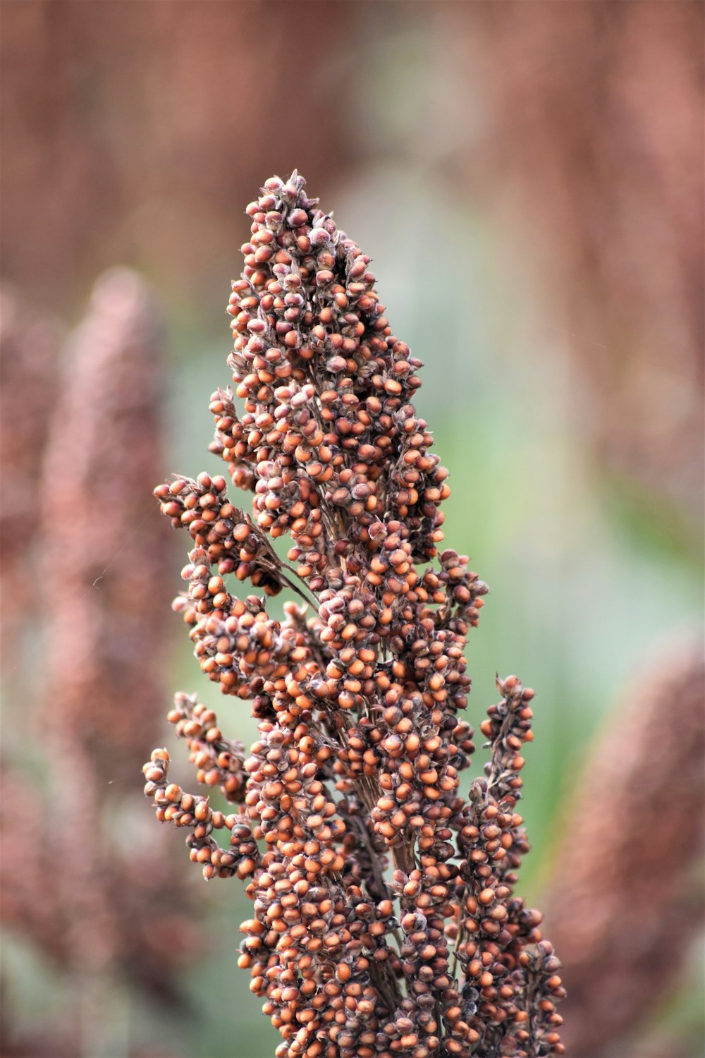 shallow focus photography of brown plant
