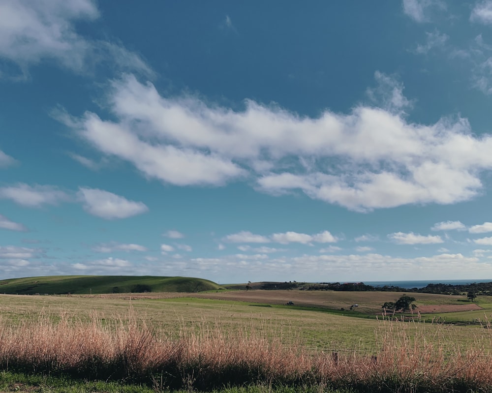 green grass field