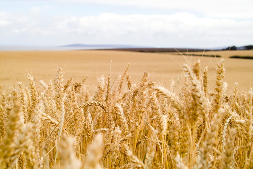 Photographie sélective du blé