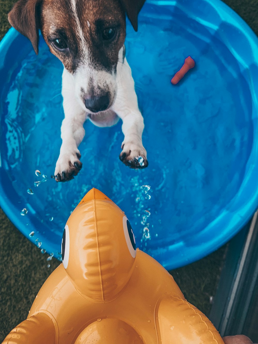 short-coated white and brown dog playing on blue basin