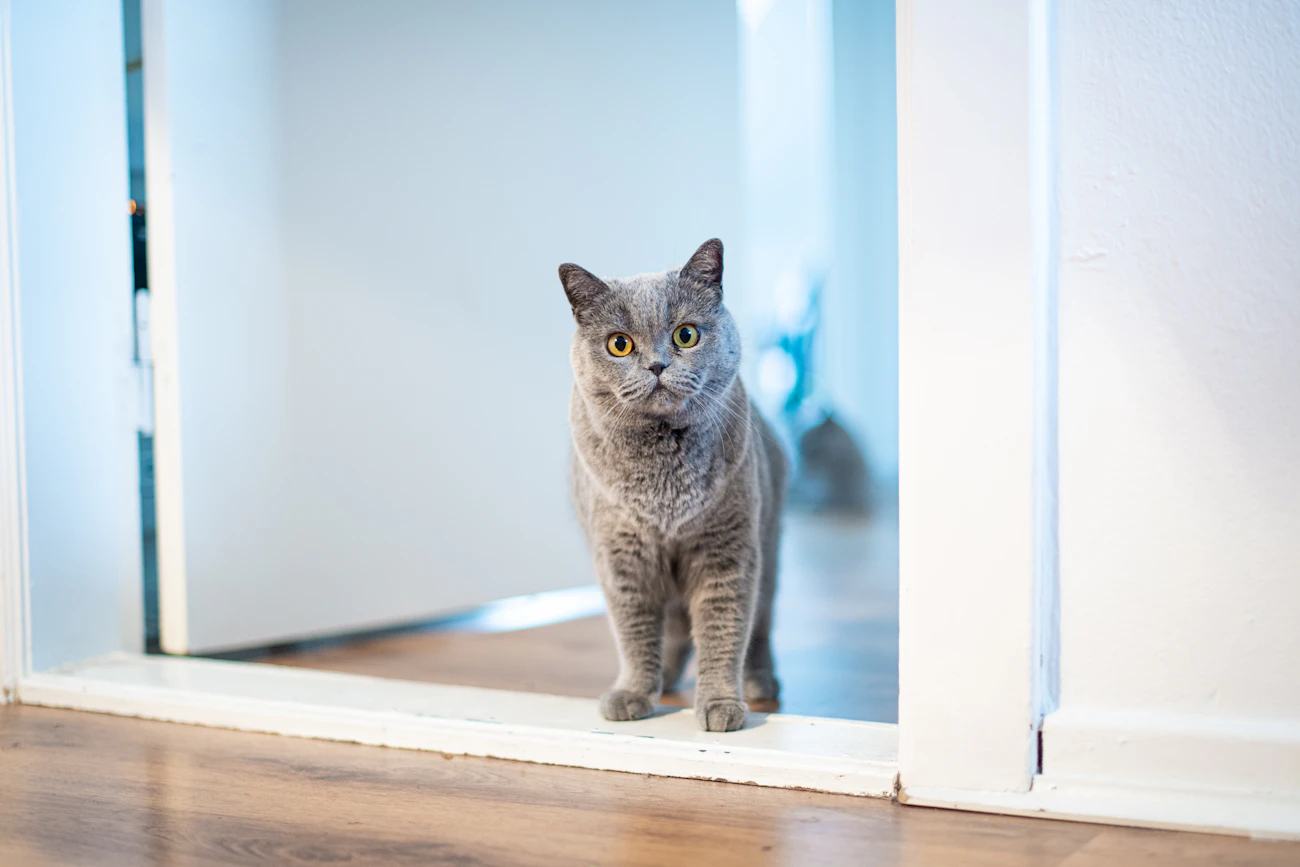 室内のドア近くに立つグレーの猫