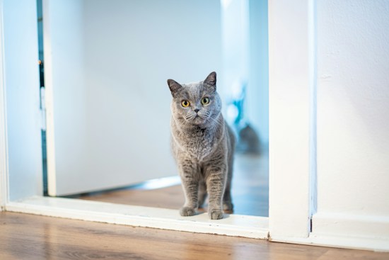 A grey cat with orange eyes stands in a doorway with a curious expression. The setting is indoors, featuring a wooden floor and white walls. Soft lighting gives a calm atmosphere.